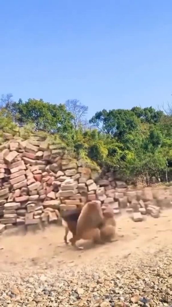 قتال بين كلب وقرود