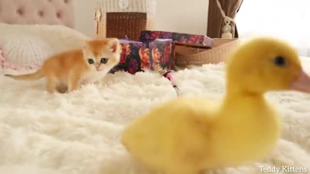 Two furry cuties
