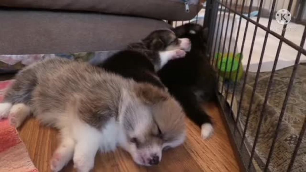 ⁣Pets and Wild Digs Funny