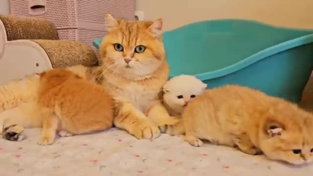 ⁣Kittens went for a walk 😊 (This Video for Sale)