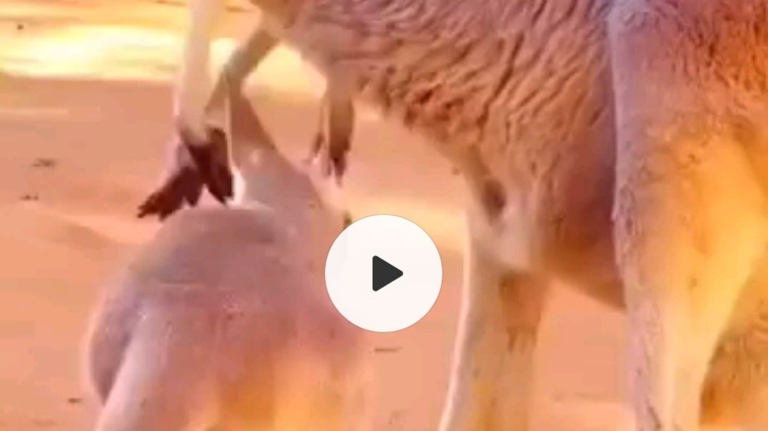 ⁣سبحان الله العظيم