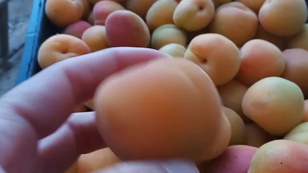 مربى المشمش البيتي بطريقه سهله وبسيطه بتمنى ينال اعجابكم