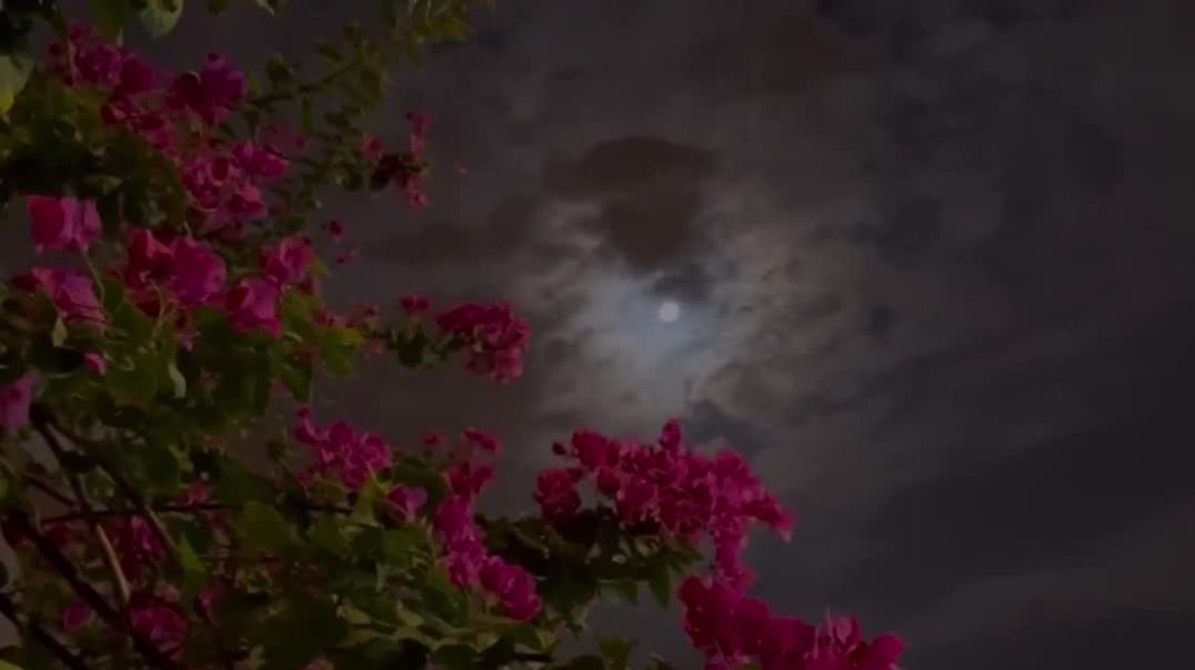 قرآن كريم