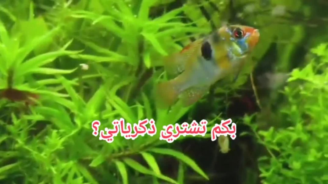 ⁣بكم تشتريني شعر عبد العظيم الأحول(720P_HD)