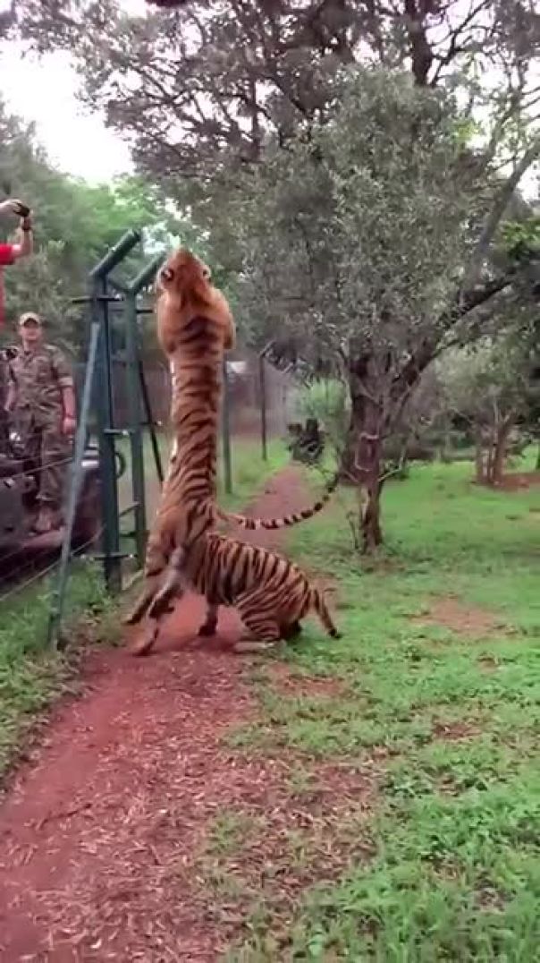Tiger jumps to catch meat, filmed in slow motion