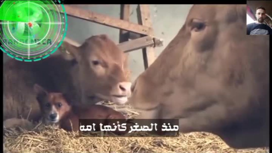 ⁣الكلب الذي ابكى الملايين😢😢😢