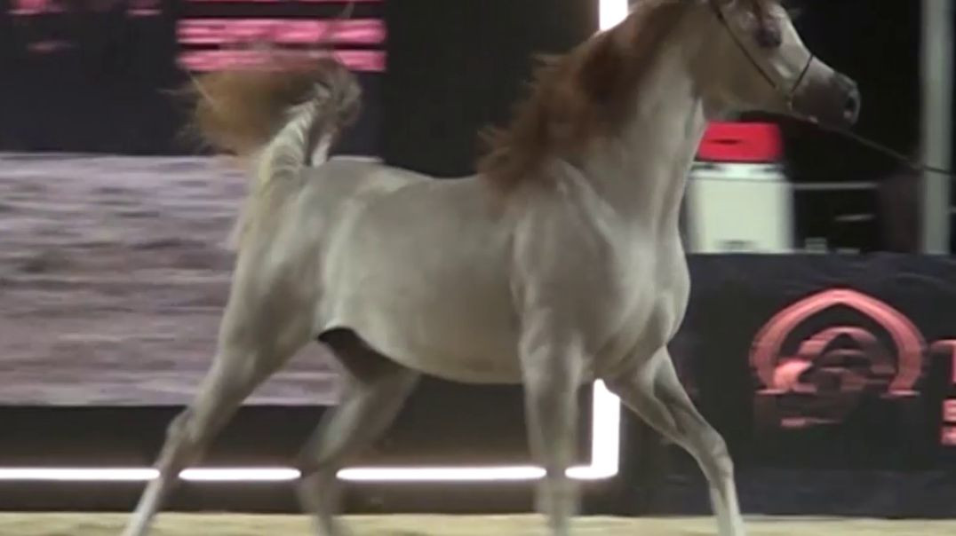 ⁣جمال ورشاقة الخيل العربي الاصيل