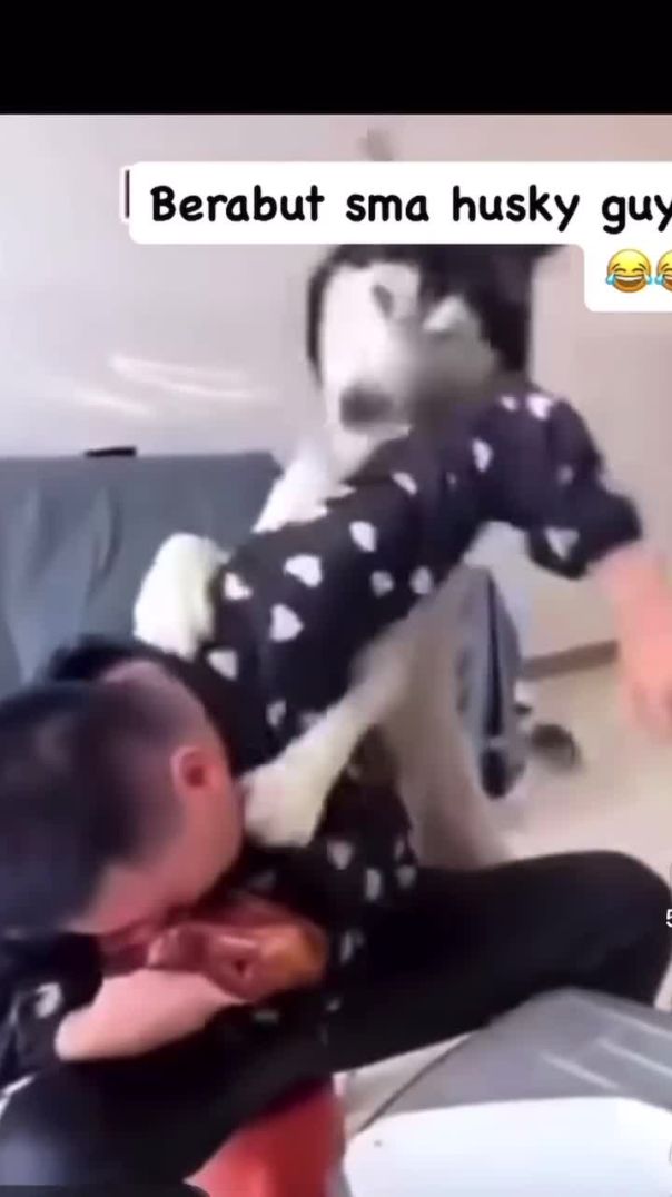 الكلب هذا ذكي 😂🤣🤣 #كلب_ذكي #حيوانات_أليفة