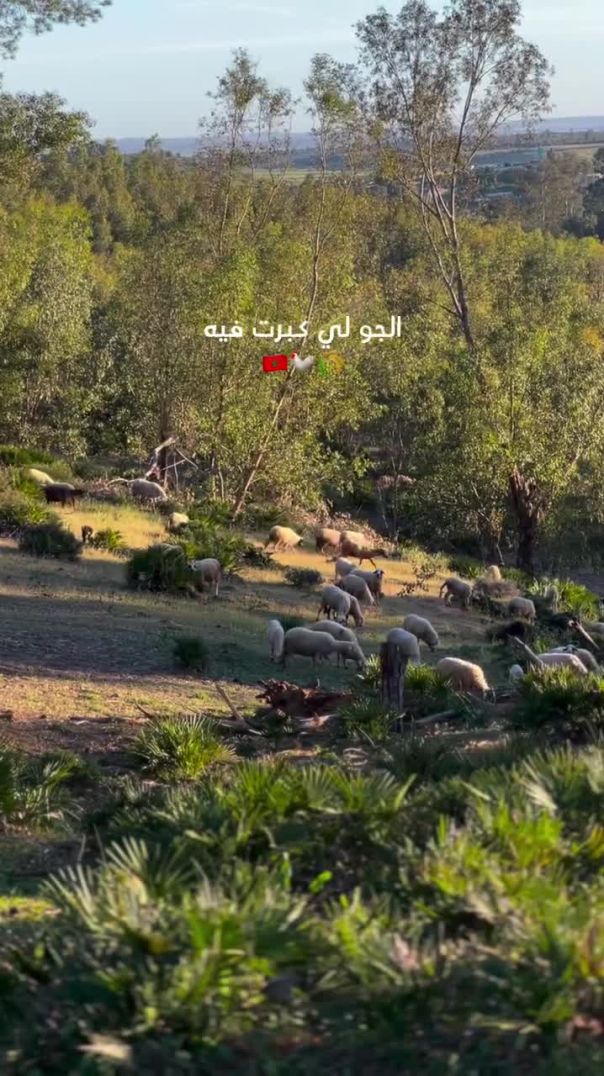 Where i grew up in the village 🇲🇦😍🌾🐓🕊️_