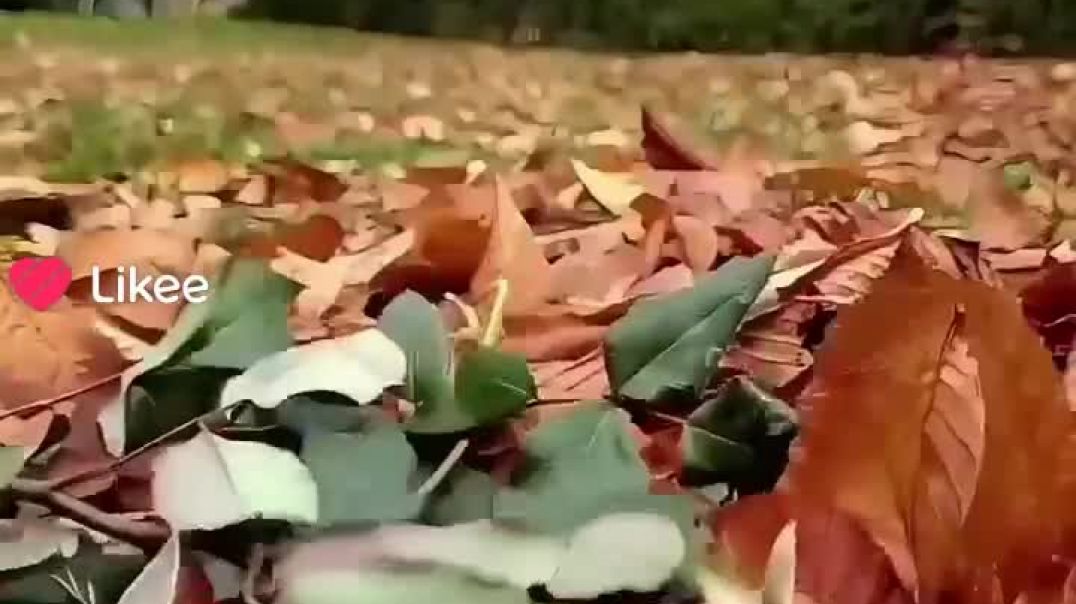 القلب