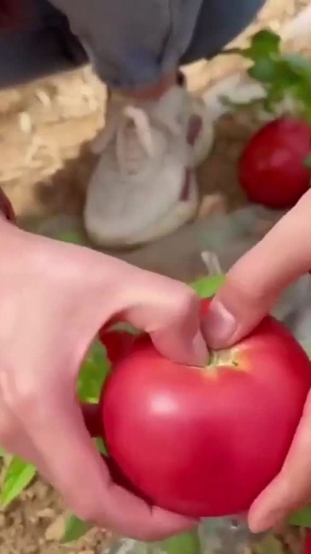 كيف يتم زرعات الطماط