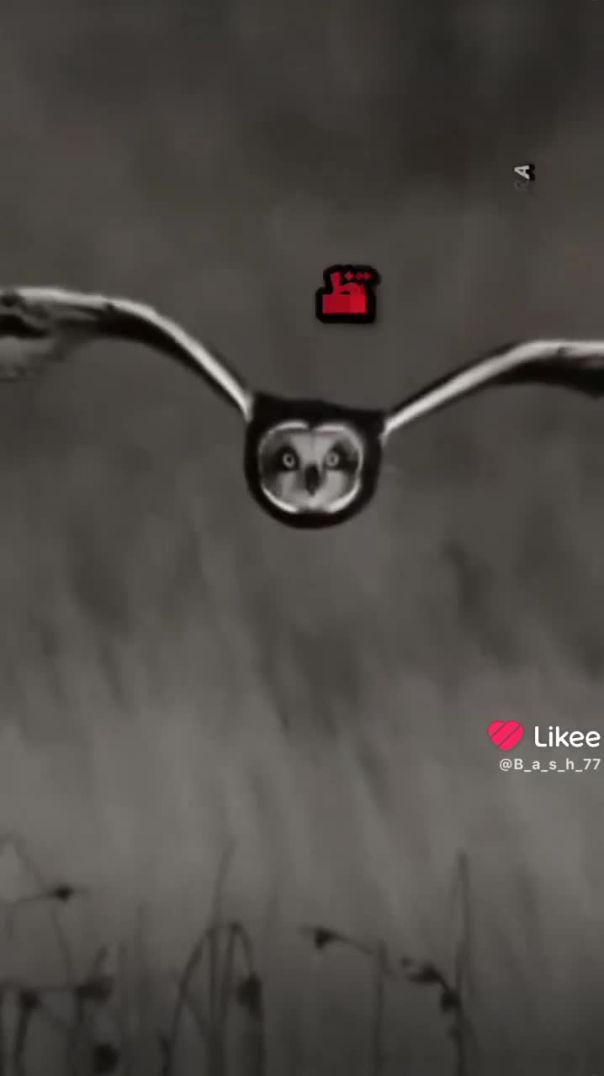 دعا