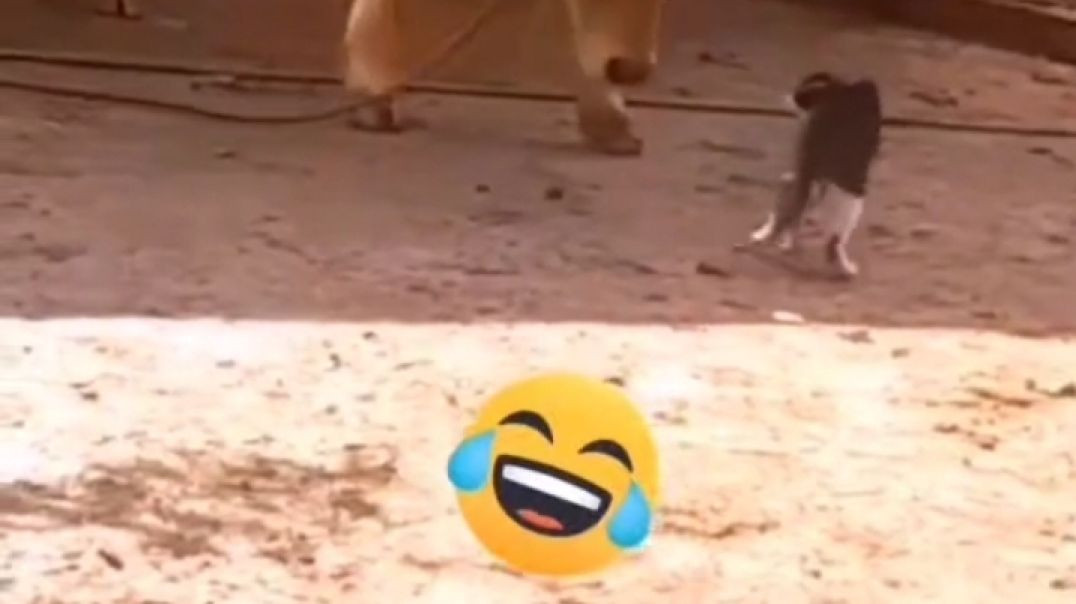 ⁣مقاطع مضحكه جدا
