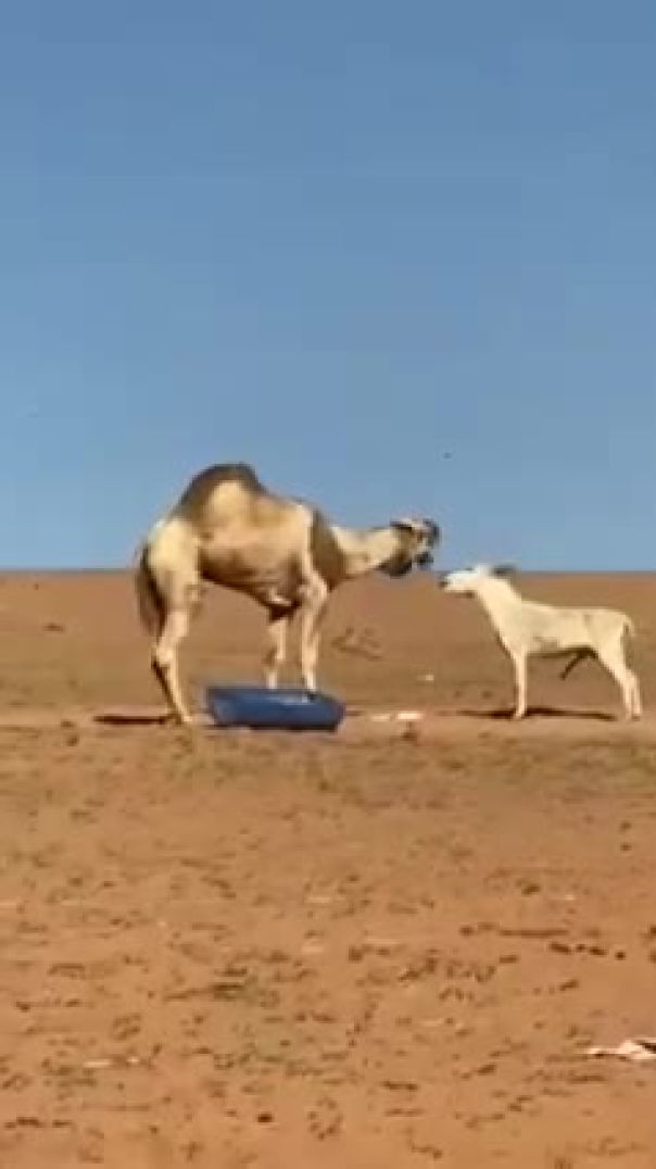 الحمار راح فيها