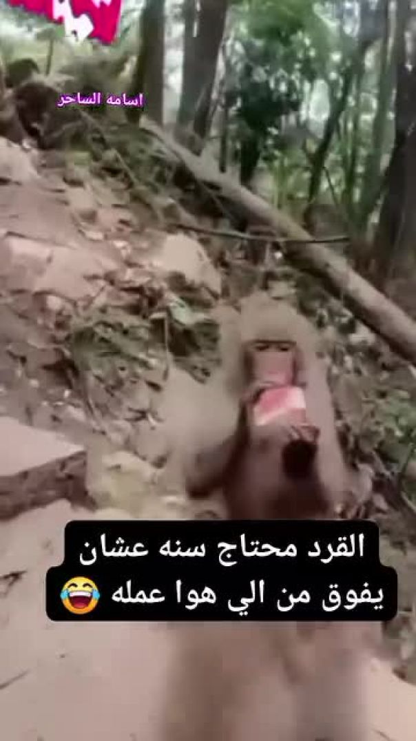 mstrcat858-٢٠٢٤١٢٢٢-0001