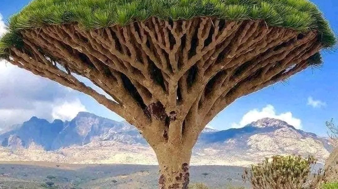 الطبيعة اليمنية