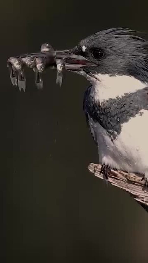 سبحان الخالق الذي أبدع