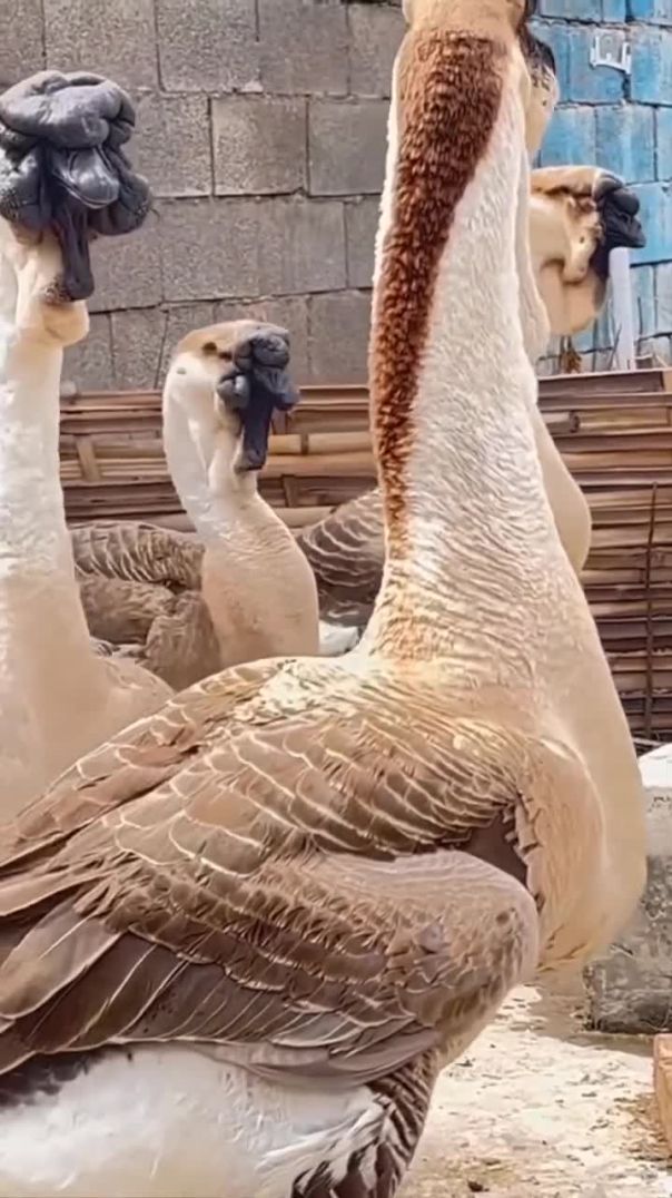 طائر جميل