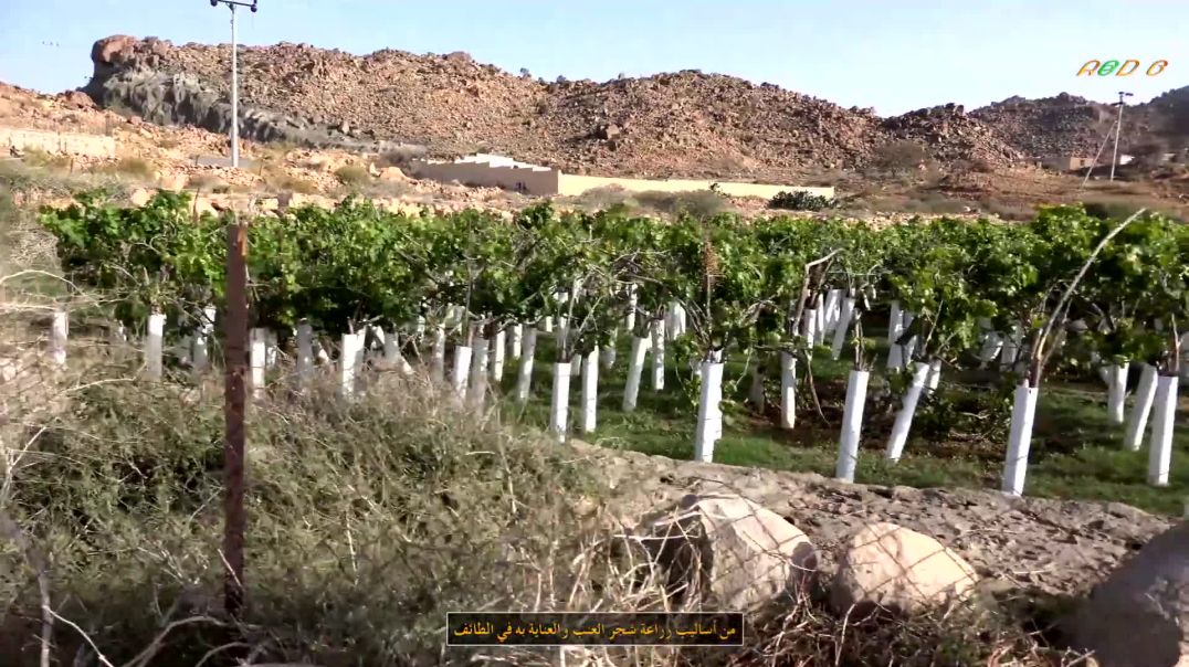 ⁣شاهد زراعة شجر العنب في الانابيب