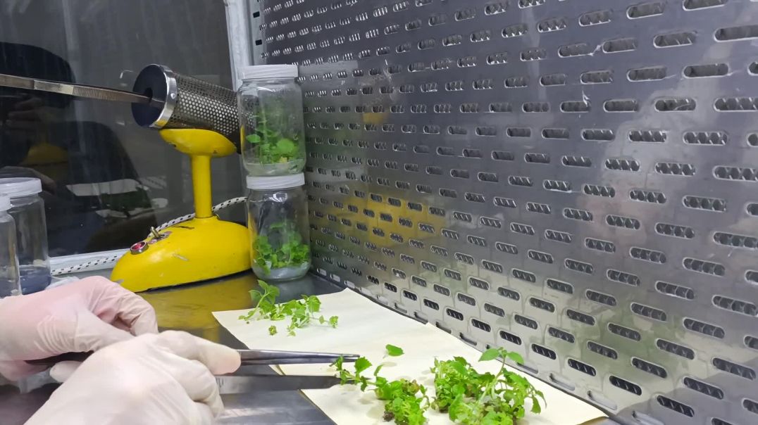 تقنية إكثار أشجار البولونيا بواسطة زراعة الأنسجةTechn of propagating paulownia trees tissue culture
