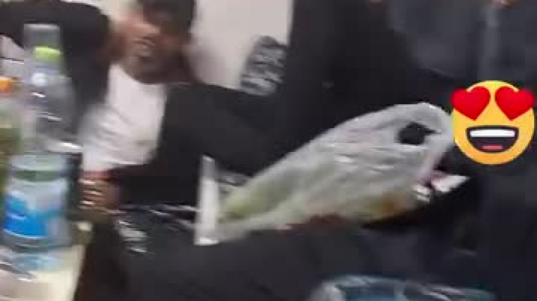 الولعه اليهود يخزنون القات في إسرائيل كوميديا