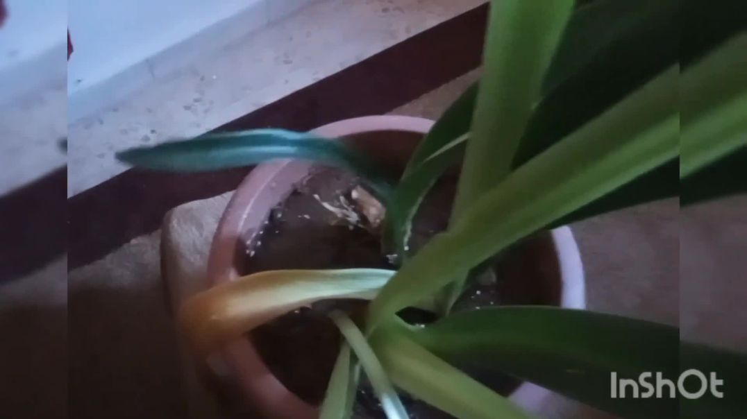 احلى لمه  لمة الاهل والاحباب ربي يديمها عملت منسف  وأجواء جرش الجميله
